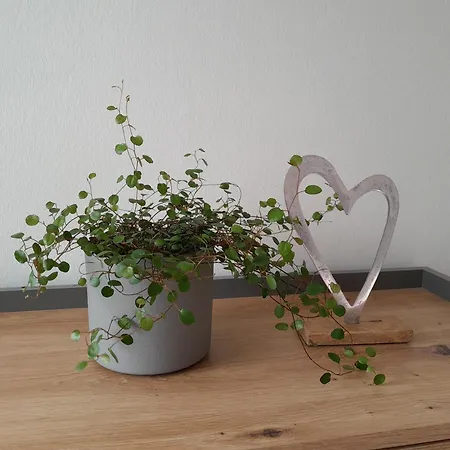 Daire Limburgstube *